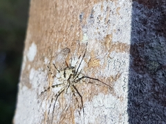 Tamopsis