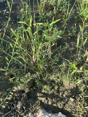 Xyris difformis
