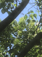 Glochidion philippicum