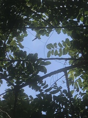 Glochidion philippicum