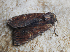 Apamea crenata