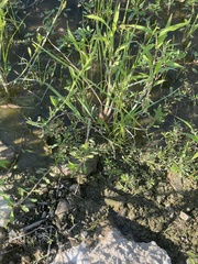 Xyris difformis