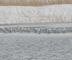 Chroicocephalus ridibundus