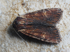 Apamea crenata