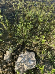 Xyris difformis