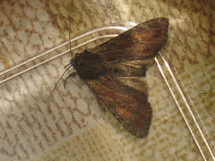 Apamea crenata