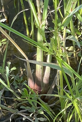 Xyris difformis
