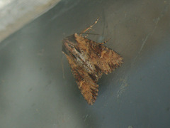 Apamea crenata