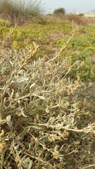 Atriplex portulacoides