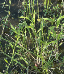 Xyris difformis