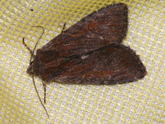 Apamea crenata