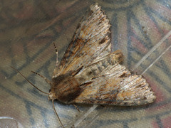 Apamea crenata