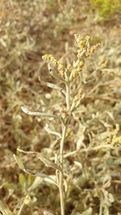 Atriplex portulacoides