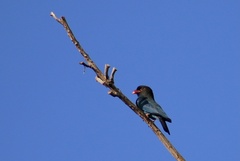 Eurystomus orientalis