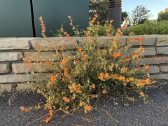 Sphaeralcea fendleri