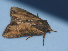 Apamea crenata