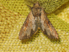 Apamea crenata