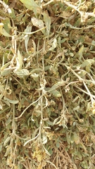 Atriplex portulacoides