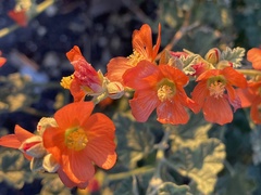 Sphaeralcea fendleri