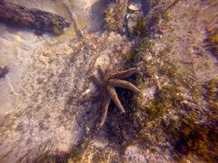 Coscinasterias muricata