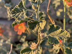 Sphaeralcea fendleri