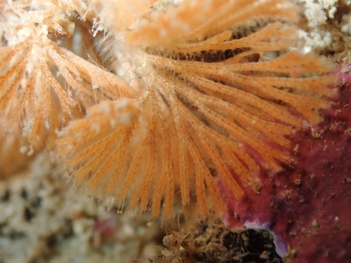 Caberea zelandica · iNaturalist