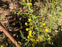 Acacia amblygona