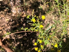 Acacia amblygona