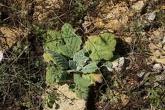 Salvia aethiopis