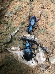 Carabus intricatus