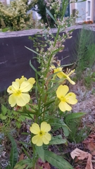Onagraceae