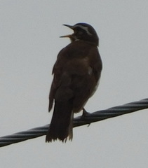 Turdus iliacus