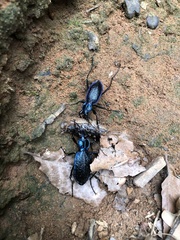 Carabus intricatus