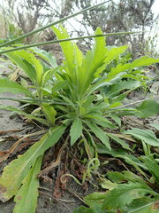 Erigeron sumatrensis