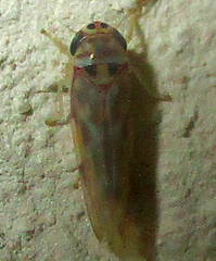 Cicadellidae