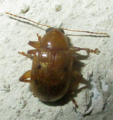 Chrysomelidae