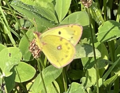 Colias hyale