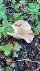 Lactarius alnicola