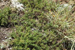 Thymus callieri