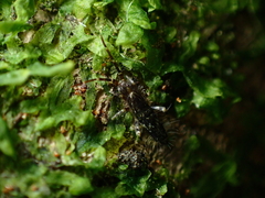 Entomobryomorpha