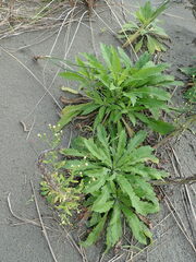 Erigeron sumatrensis