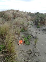Erigeron sumatrensis
