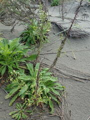 Erigeron sumatrensis