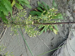 Erigeron sumatrensis