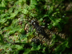 Entomobryomorpha