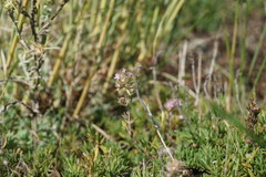 Thymus callieri