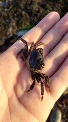 Pachygrapsus crassipes