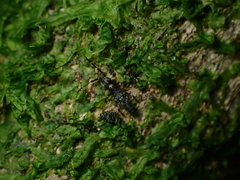 Entomobryomorpha