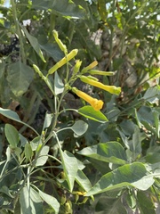 Nicotiana glauca