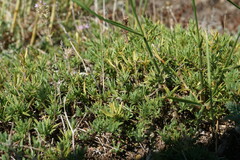 Thymus callieri